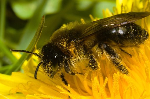 Free Bee Flower photo and picture