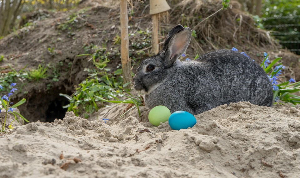 Easter Rabbit Photograpfy Easter Rabbit Rabbits - Free photo on Pixabay