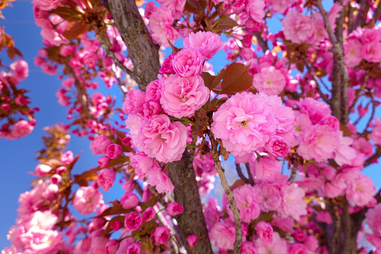 Flowers Pink Trees Free photo on Pixabay Pixabay