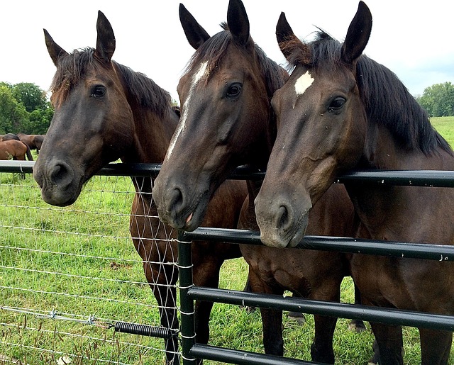 Free Horse Brown Horses photo and picture