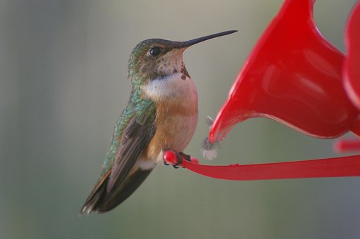 Free Humming Bird Feeder photo and picture