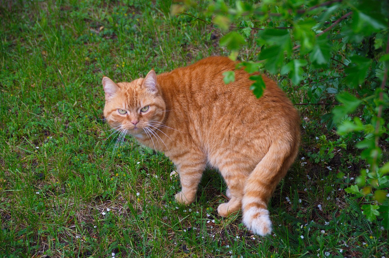 Katze Katzenartig Schnurrhaare Kostenloses Foto Auf Pixabay Pixabay