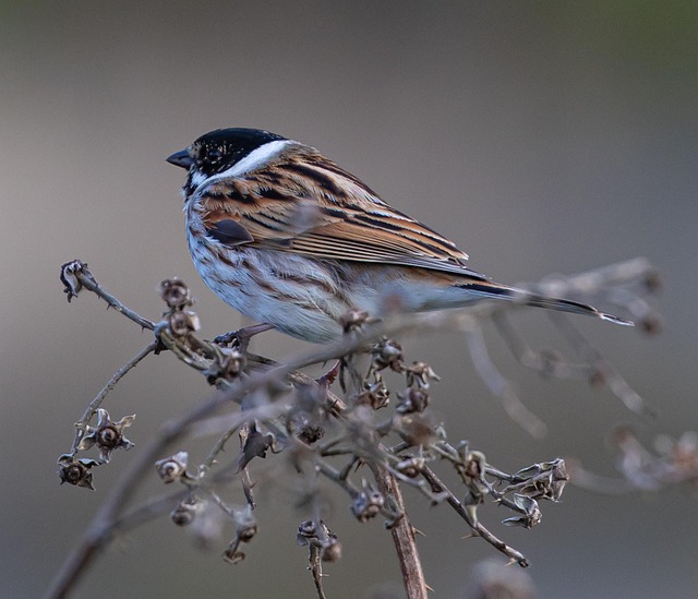 male-reed-bunting-free-photo-on-pixabay