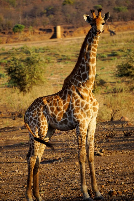 Giraffe Animal Safari - Free photo on Pixabay - Pixabay