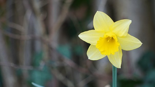 Free Daffodil Spring photo and picture