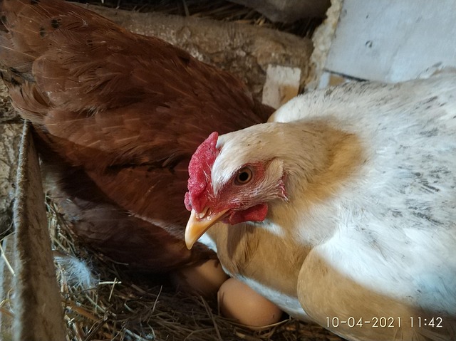 Free Chicken Village photo and picture