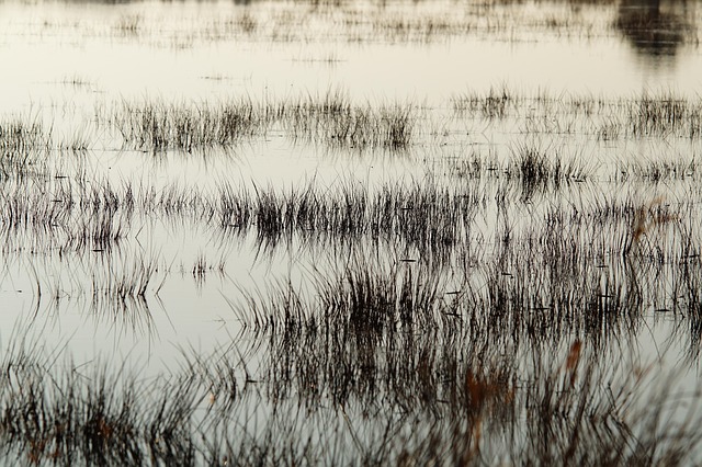 Water, Vijver, Natuur, Waterplanten