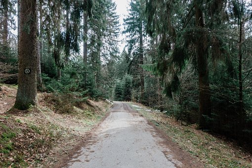 Wald, Bäume, Draussen, Landschaft, Baum