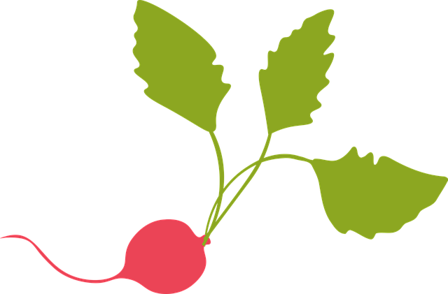 Free radish vegetable food vector