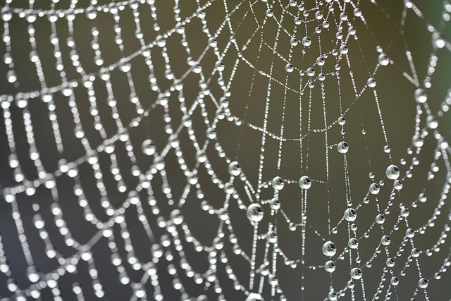 Spinnennetz, Tautropfen, Wassertröpfchen