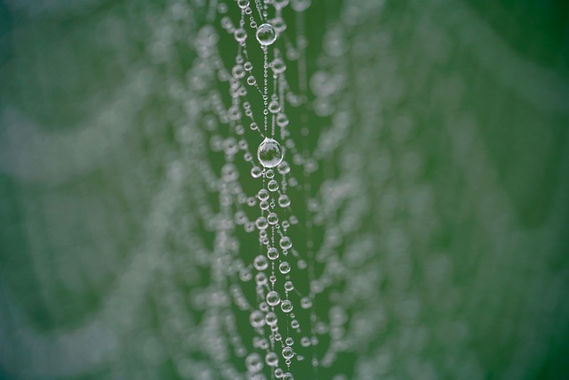 Spinnennetz, Tautropfen, Wassertröpfchen