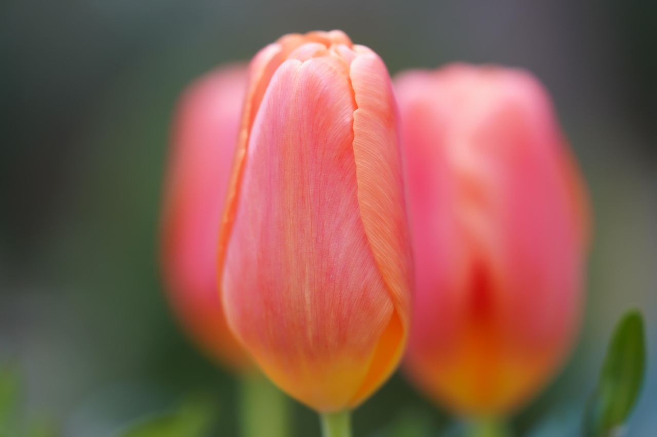 Tulip Flower Pink Free photo on Pixabay Pixabay