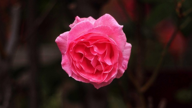 Free Pink Rose photo and picture