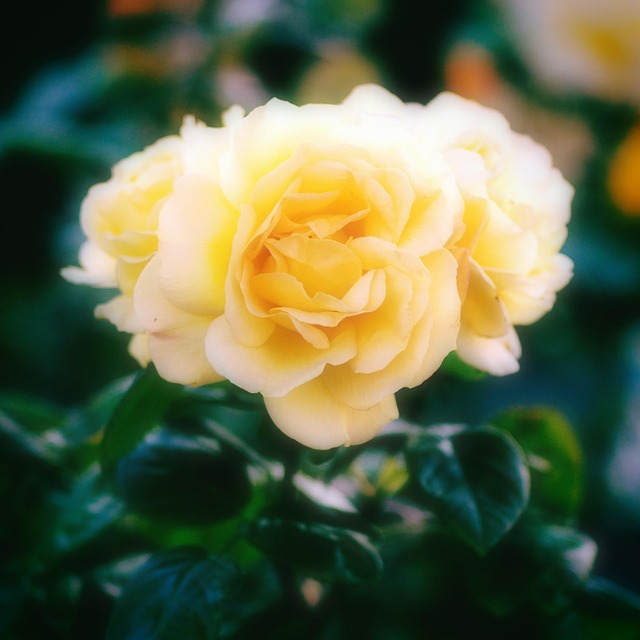 Free Yellow Rose photo and picture