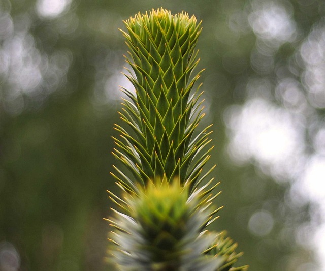 Free Green Plant photo and picture