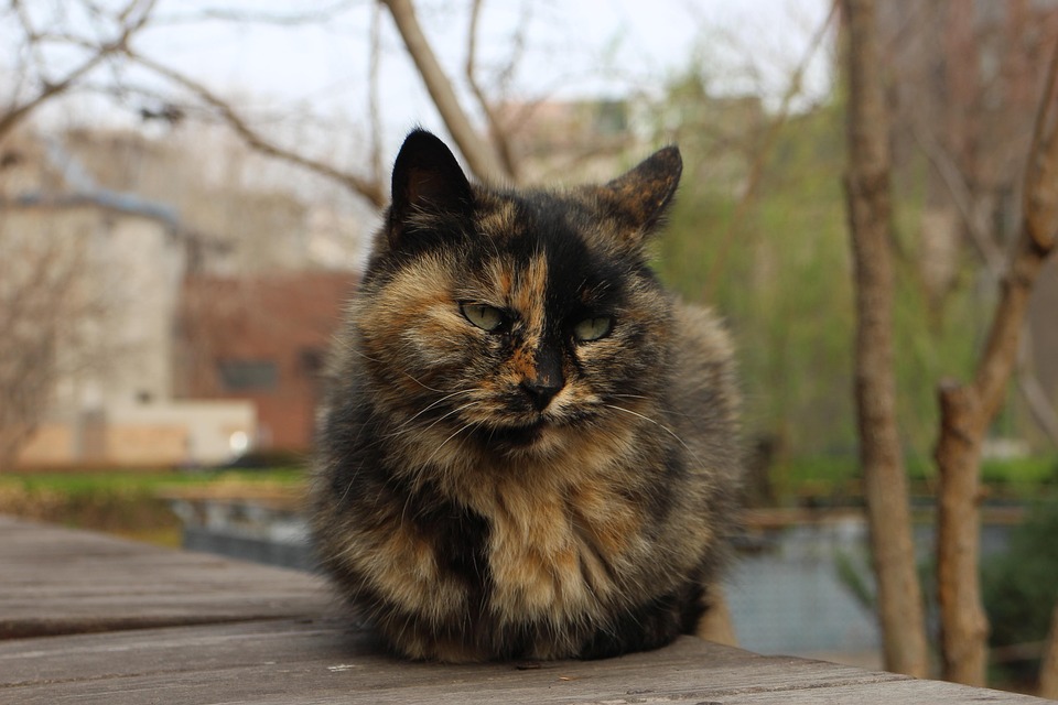 猫 動物 座って Pixabayの無料写真