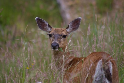 Free Doe Deer photo and picture