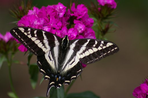 Free Swallowtail Moth Butterfly photo and picture