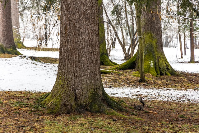 Ardilla, Parque, Nieve, Invierno