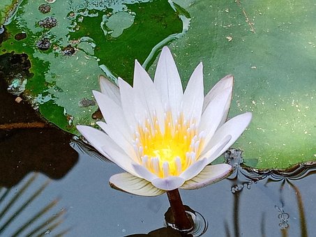 Free Water Lilly Flower photo and picture