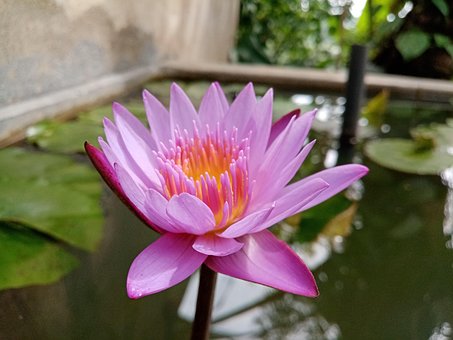 Free Water Lilly Flower photo and picture