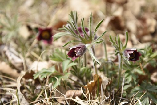 Küchenschelle, Wildblume, Grabblume