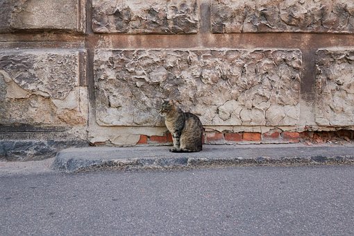 Katze, Katzenprofil, Profil, Tiere