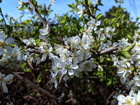 Free Cherry Blossom Spring photo and picture