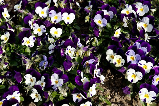Free Pansy Viola Multicolor photo and picture