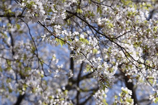 Kirschblüten, Blumen, Blüte
