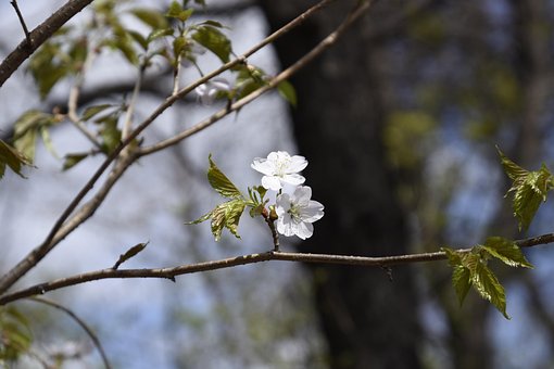 Kirschblüten, Blumen, Blüte
