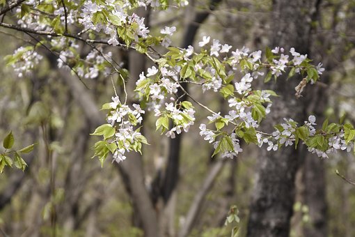 Kirschblüten, Blumen, Blüte