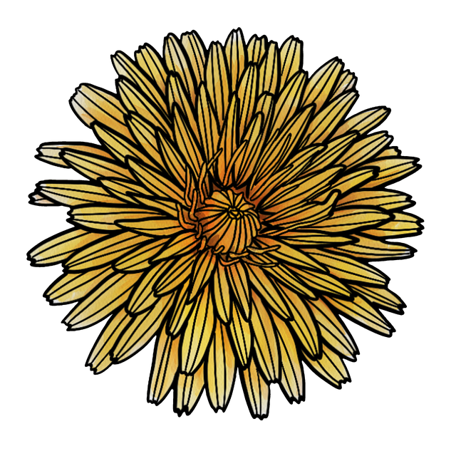 Free hawkweed yellow bloom illustration
