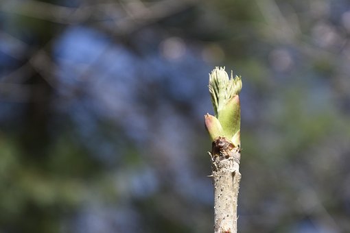 Zwei Verschiedene, Frühling, Essbar