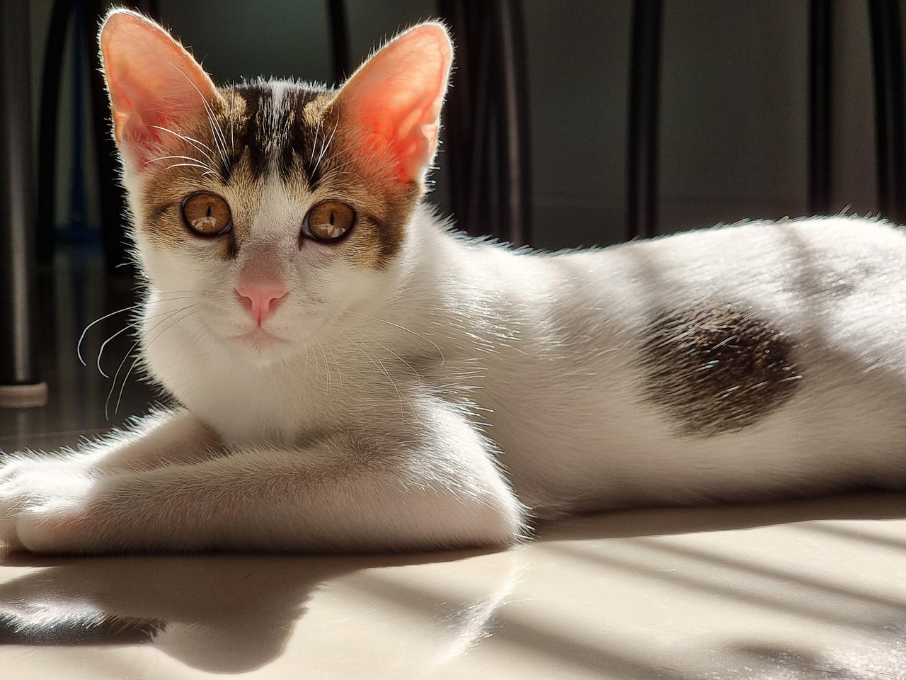 Cat, Animal, Pet