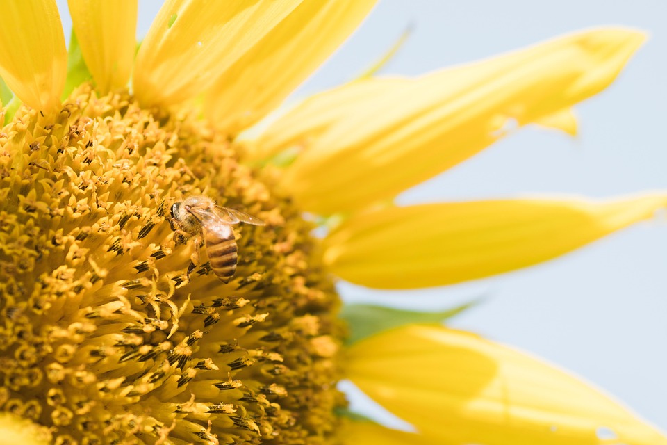 Bee Insect Sunflower - Free photo on Pixabay - Pixabay