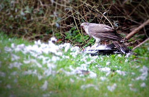 Free Pigeon Hawk Bird Of Prey photo and picture