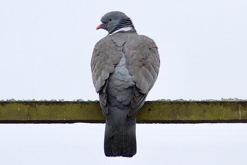 Free Dove Bird photo and picture