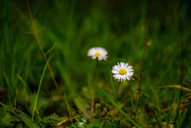 Free Daisy Flower photo and picture