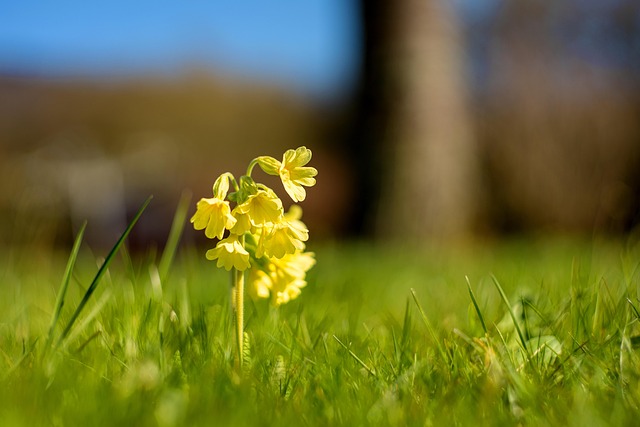 Free Cowslip Flowers photo and picture