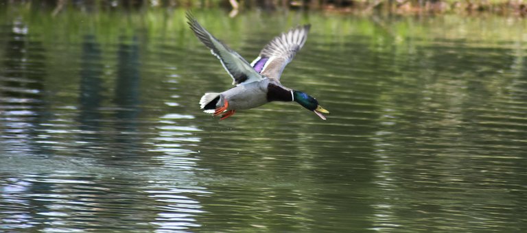 Ave, Réve, Pato, Voo, Água, Lago