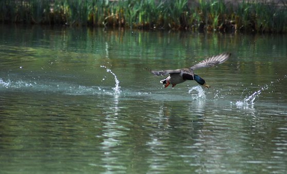 Voo, Ave, Pato, Lago, Água, Landol