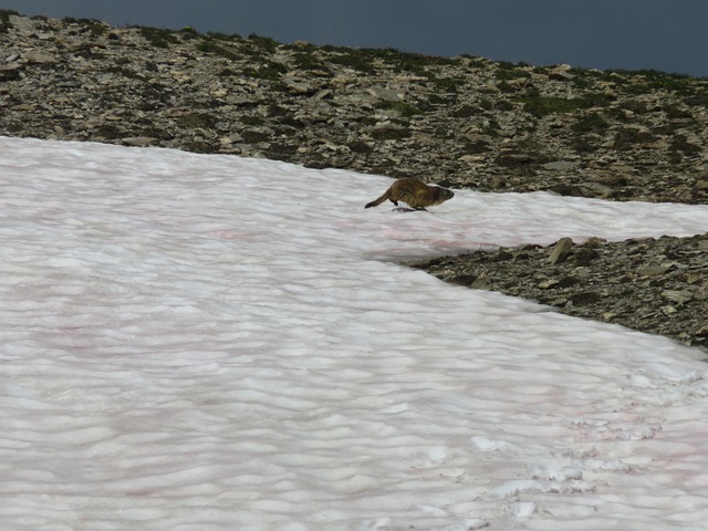 Free Marmot Neve photo and picture