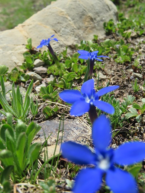 Free Spring Gentian Alps photo and picture