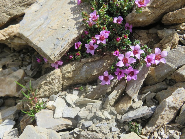 Free Opposite-Leaved Saxifrage Alpine Flora photo and picture