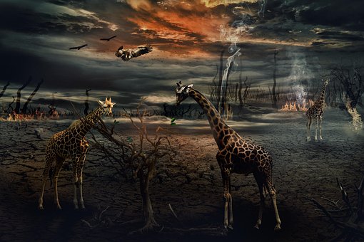 Free Animals Nature photo and picture