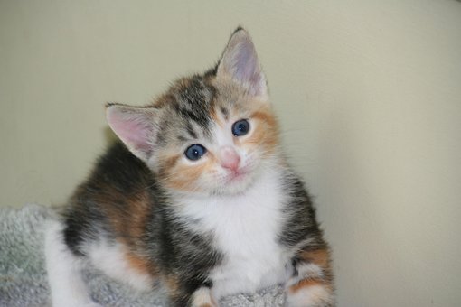 Free Kitten Cat photo and picture