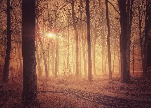 Bomen, Woud, Mist, Bospad, Mystiek