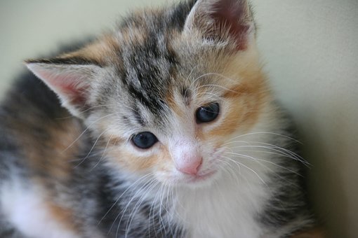 Free Kitten Calico photo and picture
