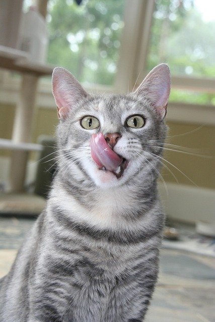 Free Cat Tabby photo and picture